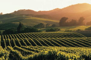 Napa Valley Wine
