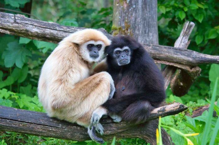 5120x1440p 329 Gibbon Images