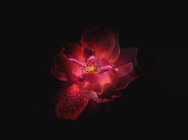 5120x1440p 329 Oled Wallpapers