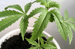 Best Ways to Use Medical Cannabis