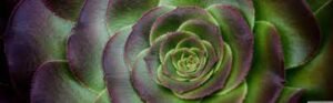5120x1440p 329 flowers backgrounds