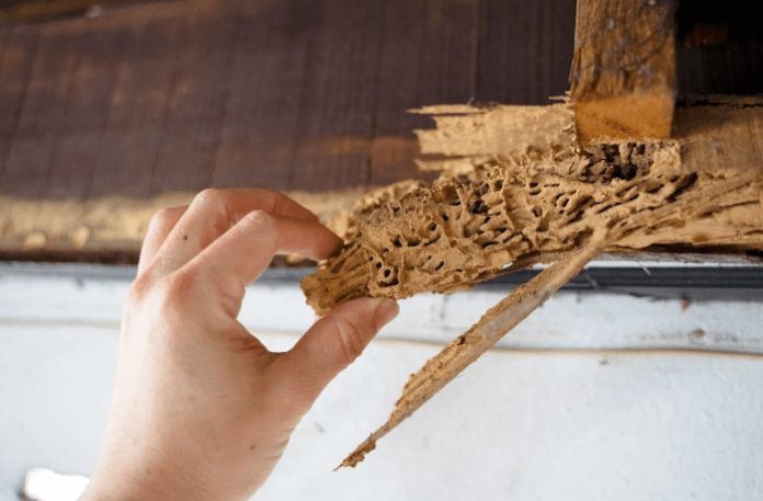 Termites And Pests Can Cause Damage