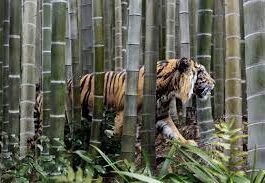 agora series tiger global 45mann azevedotechcrunch