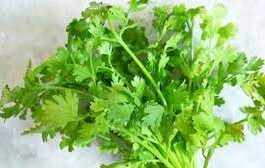 wellhealthorganic.com : coriander-leaves-5-best-health-benefits