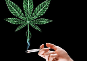 In recent years, the perception of cannabis has undergone a dramatic shift, with many individuals recognizing its potential benefits beyond