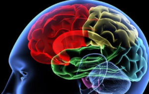 Welcome to the BrainsClub, your exclusive gateway to the fascinating world of neuroscience and cognitive science. If you’ve ever wondered