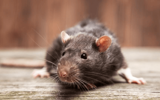 What Steps Can You Take When You See Rats in Your Backyard in Irvine