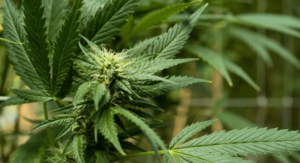 Online Weed