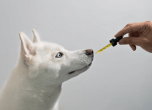 Understanding Insurance Coverage for CBD: Can Your Dog's Treatment Be Insured?