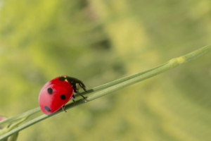 Garden Pest Control