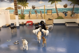 Dog Daycare