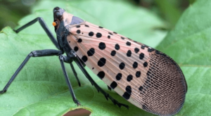 Spotted Lanternfly