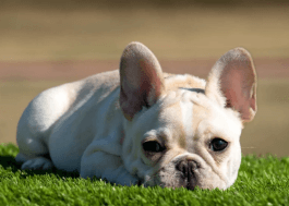 Frenchie Stud Service: Atlanta's Top Providers