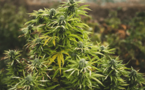 potent strains