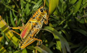 Integrated Pest Management: A Holistic Approach to Effective Pest Control