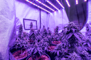 Wellness Potential of Weed
