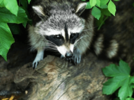 What to Do if You Find a Wild Animal in Your Home?