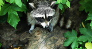 What to Do if You Find a Wild Animal in Your Home?