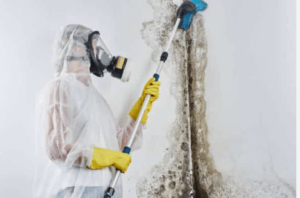 Mold Remediation: How to Safeguard Your Home From Mold Damage