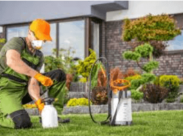 Pest Control Solutions: Keeping Your Home Safe and Pest-Free