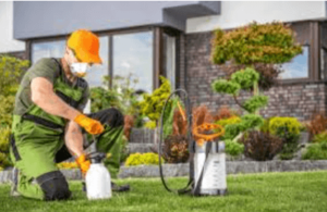 Pest Control Solutions: Keeping Your Home Safe and Pest-Free