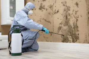 Pest Inspection: Why It's Crucial for Homeowners