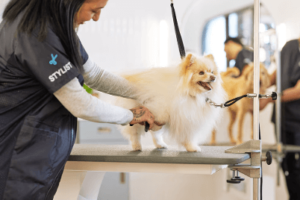 Pet Grooming: Keeping Your Pets Clean, Happy, and Healthy