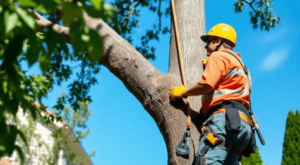 Tree Removal: How to Safely and Efficiently Remove Trees From Your Property