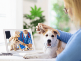 Veterinary Care: Ensuring the Health and Well-Being of Your Pets