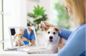 Veterinary Care: Ensuring the Health and Well-Being of Your Pets