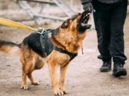 Dog Bite Victim in Kansas City? Legal Advice You Need to Know Dog Bite Victim in Kansas City? Legal Advice You Need to Know