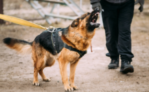 Dog Bite Victim in Kansas City? Legal Advice You Need to Know