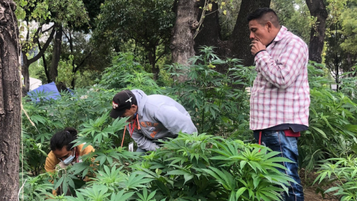 The Green Revolution of Dispensary Cannabis