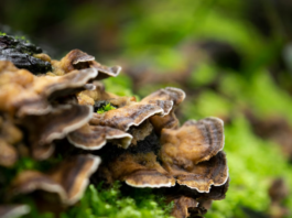 Turkey Tail Mushroom: The Immune-Boosting Superfood You Should Know About