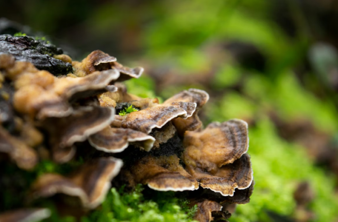Turkey Tail Mushroom: The Immune-Boosting Superfood You Should Know About