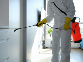 How Termite Prevention Can Save You Money in the Long Run