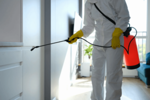 How Termite Prevention Can Save You Money in the Long Run