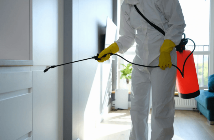 How Termite Prevention Can Save You Money in the Long Run